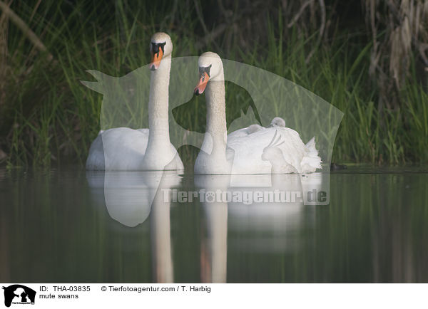 Hckerschwne / mute swans / THA-03835