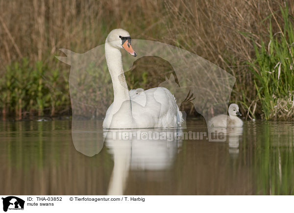 Hckerschwne / mute swans / THA-03852
