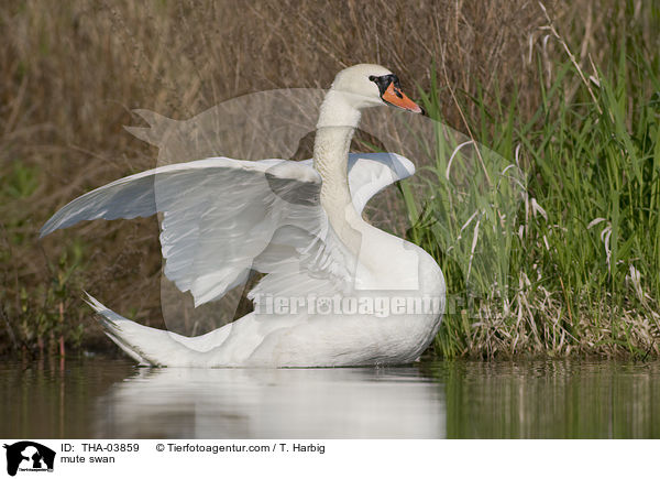 Hckerschwan / mute swan / THA-03859