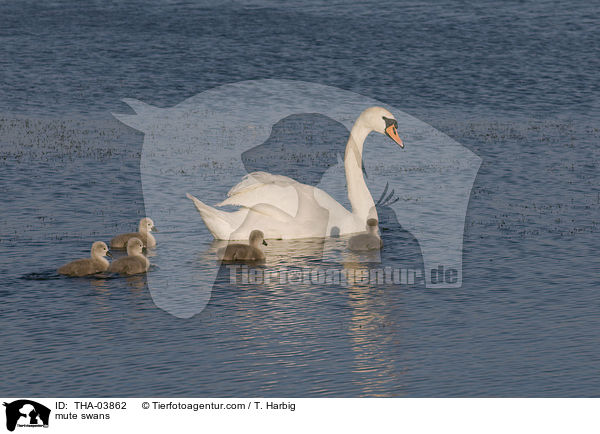 Hckerschwne / mute swans / THA-03862