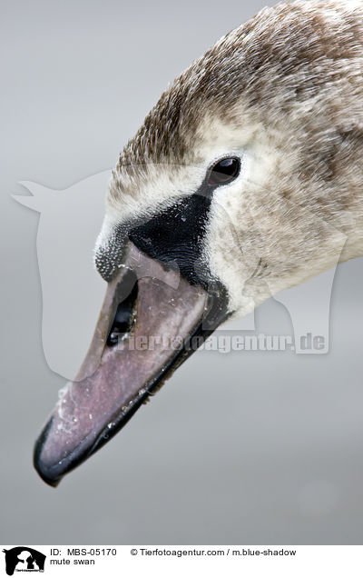 Hckerschwan / mute swan / MBS-05170