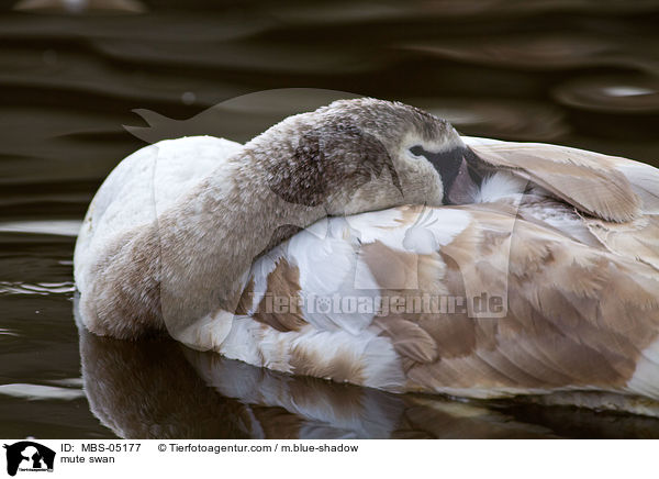 Hckerschwan / mute swan / MBS-05177