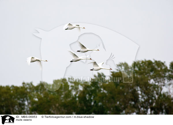 Hckerschwne / mute swans / MBS-06953