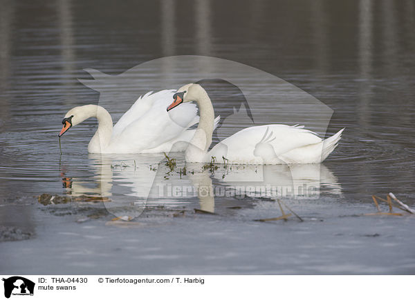 Hckerschwne / mute swans / THA-04430