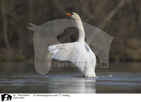 Hckerschwan / mute swan / THA-04441