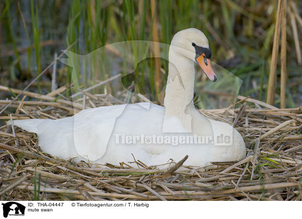 Hckerschwan / mute swan / THA-04447