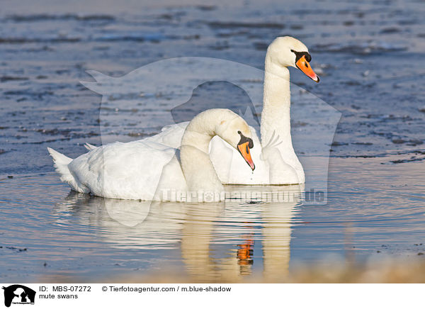 Hckerschwne / mute swans / MBS-07272