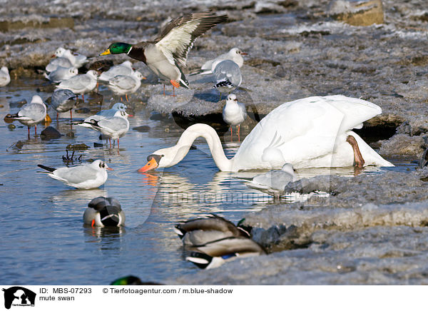 Hckerschwan / mute swan / MBS-07293