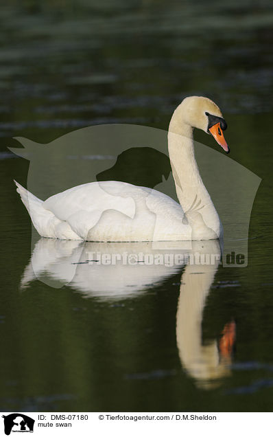 mute swan / DMS-07180