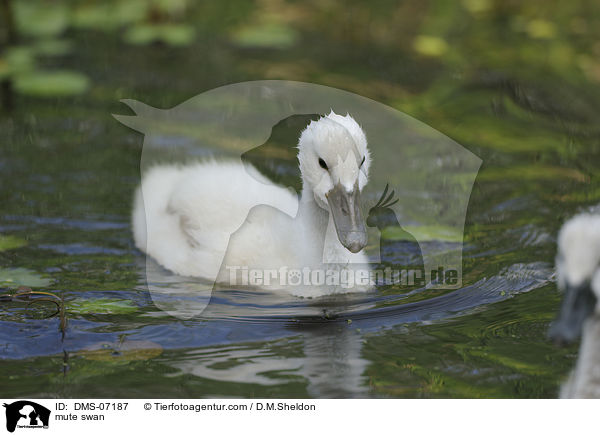 Hckerschwan / mute swan / DMS-07187