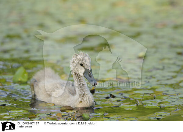 Hckerschwan / mute swan / DMS-07197