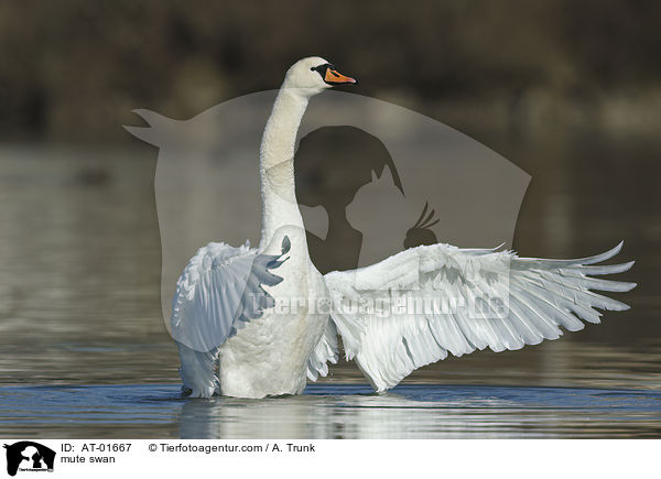 Hckerschwan / mute swan / AT-01667