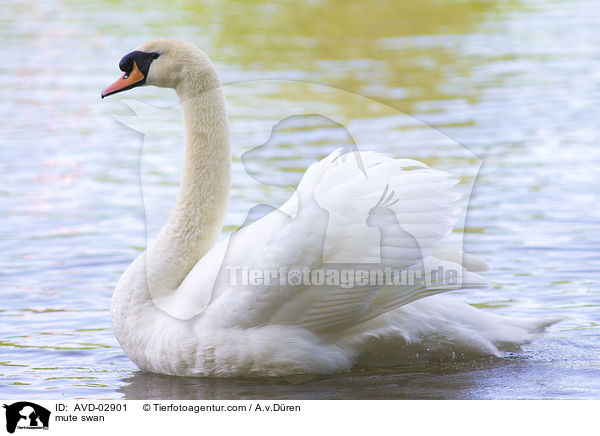 Hckerschwan / mute swan / AVD-02901