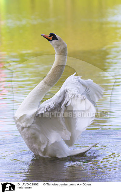 Hckerschwan / mute swan / AVD-02902