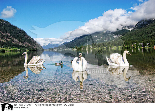 mute swans / AG-01007