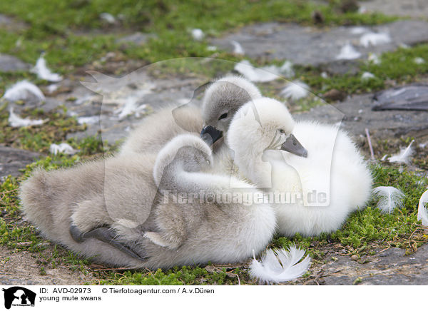 Hckerschwan Kken / young mute swans / AVD-02973