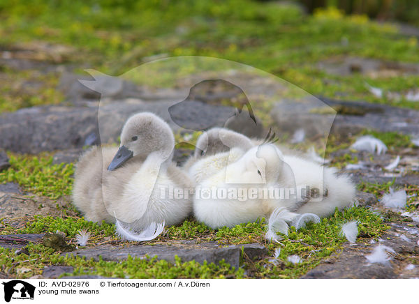 Hckerschwan Kken / young mute swans / AVD-02976