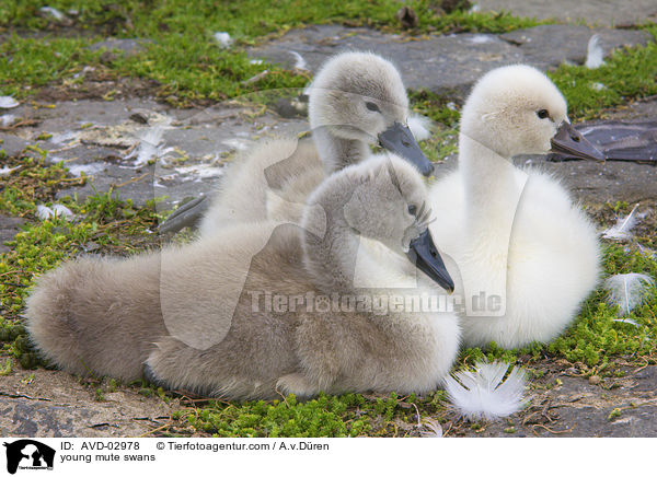Hckerschwan Kken / young mute swans / AVD-02978
