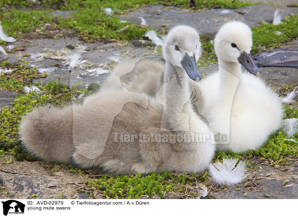 Hckerschwan Kken / young mute swans / AVD-02979