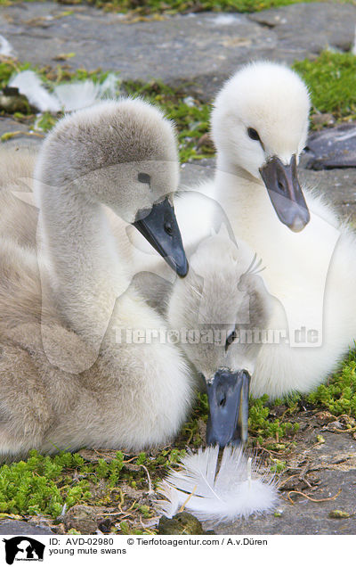 Hckerschwan Kken / young mute swans / AVD-02980