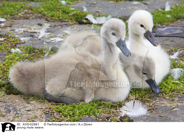 Hckerschwan Kken / young mute swans / AVD-02981