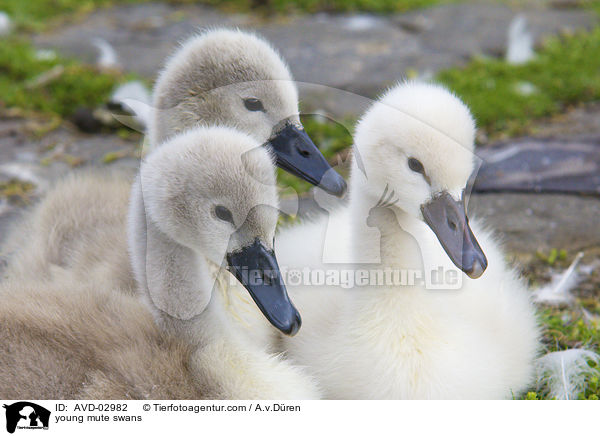 Hckerschwan Kken / young mute swans / AVD-02982
