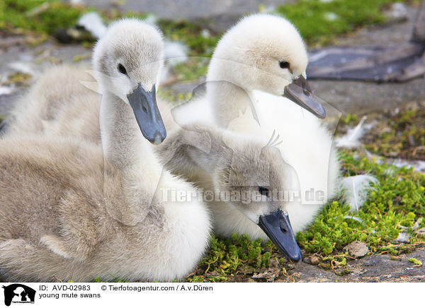 Hckerschwan Kken / young mute swans / AVD-02983