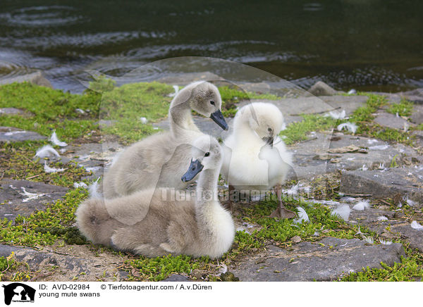 Hckerschwan Kken / young mute swans / AVD-02984