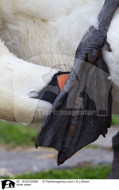 Hckerschwan / mute swan / AVD-02999