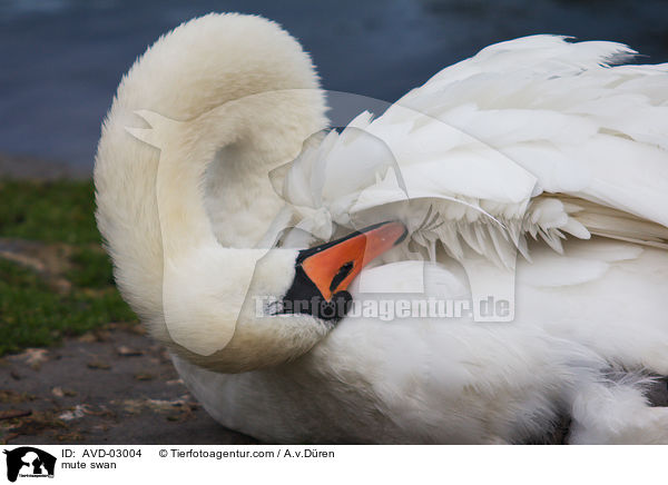 Hckerschwan / mute swan / AVD-03004