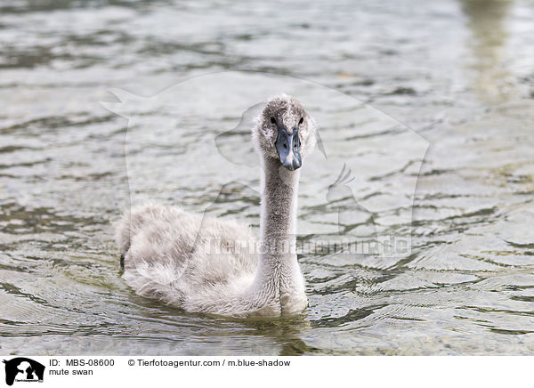 Hckerschwan / mute swan / MBS-08600