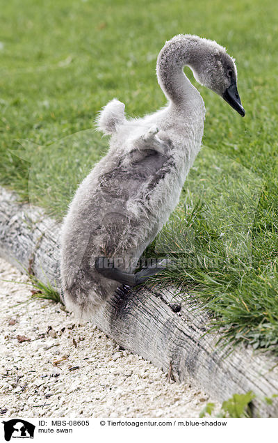 Hckerschwan / mute swan / MBS-08605