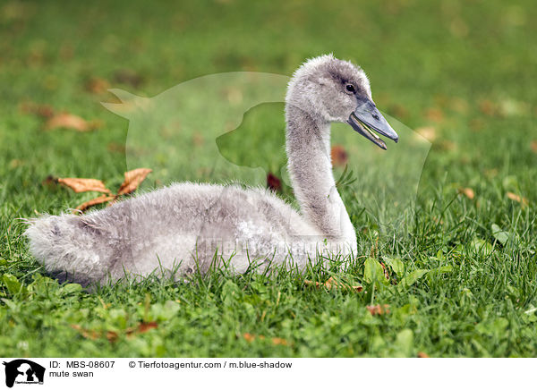 Hckerschwan / mute swan / MBS-08607