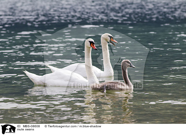 Hckerschwne / mute swans / MBS-08608