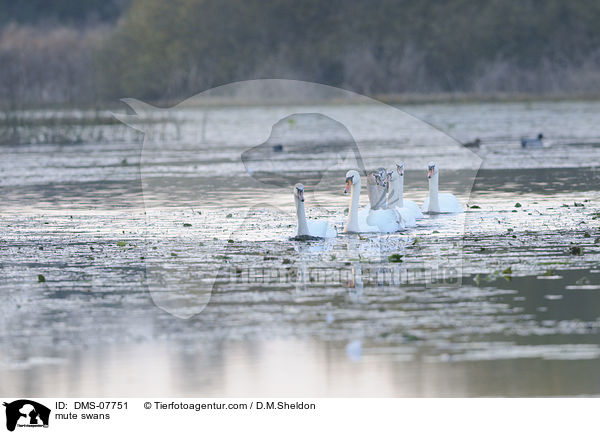 Hckerschwne / mute swans / DMS-07751