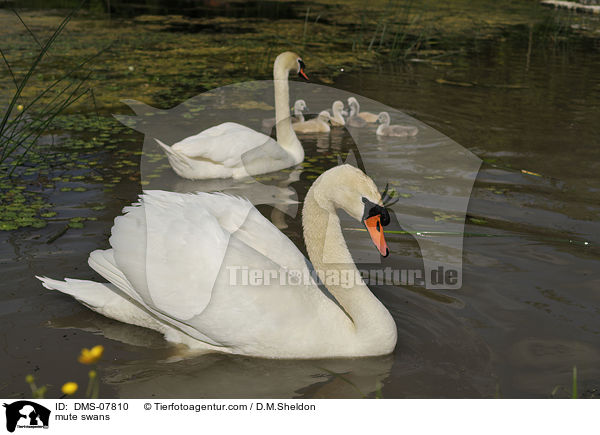 Hckerschwne / mute swans / DMS-07810