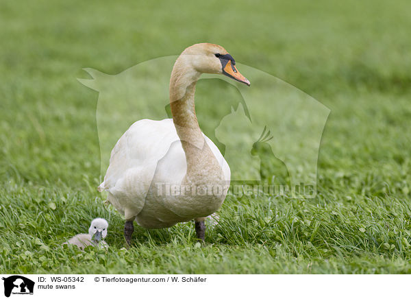Hckerschwne / mute swans / WS-05342
