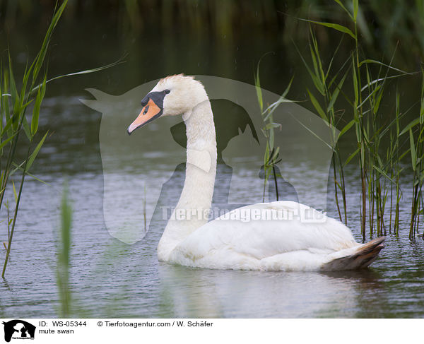 Hckerschwan / mute swan / WS-05344