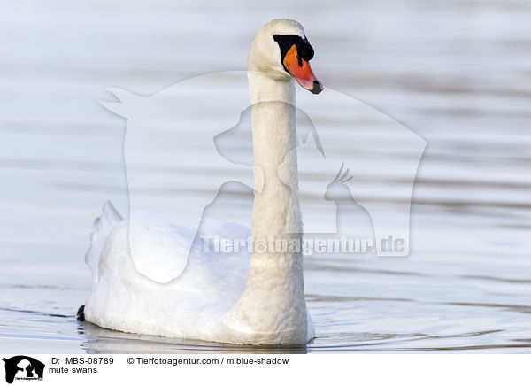 Hckerschwne / mute swans / MBS-08789