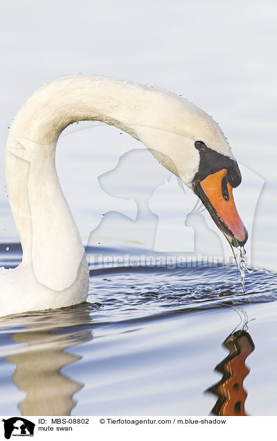 Hckerschwan / mute swan / MBS-08802