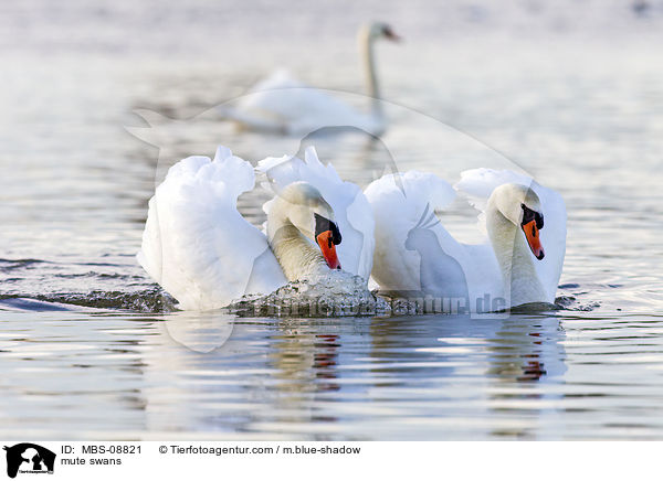 Hckerschwne / mute swans / MBS-08821