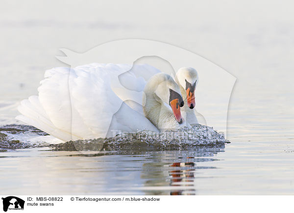 Hckerschwne / mute swans / MBS-08822