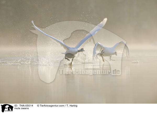 Hckerschwne / mute swans / THA-05014