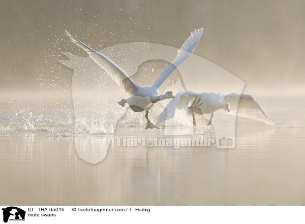 Hckerschwne / mute swans / THA-05016