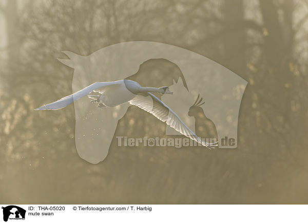 Hckerschwan / mute swan / THA-05020