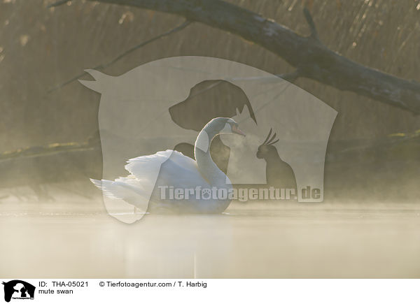 Hckerschwan / mute swan / THA-05021