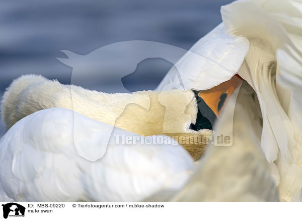 Hckerschwan / mute swan / MBS-09220