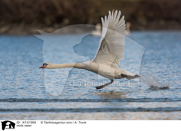 Hckerschwan / mute swan / AT-01968