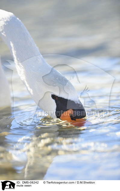 Hckerschwan / mute swan / DMS-08242