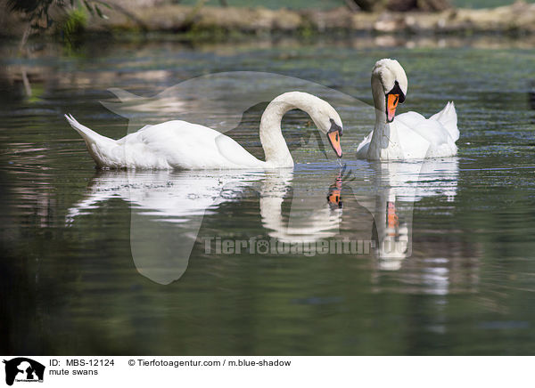 Hckerschwne / mute swans / MBS-12124